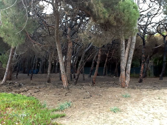 Part de la pineda de Llevant Mar (Gav� Mar) despr�s de ser cremada en dos incendis intencionats consecutius (22 Maig 2012)
